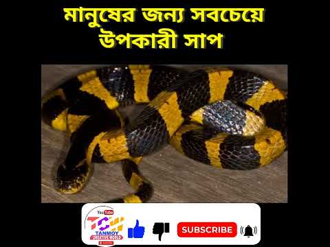 ভিডিও: পাইন স্যাপ কি মানুষের জন্য বিষাক্ত?