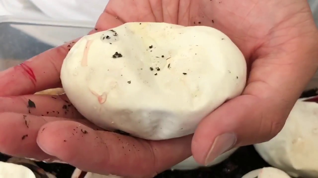 eggs florentine HUGE SURPRISE!!! Clutch 5: Hatching baby snakes with kids