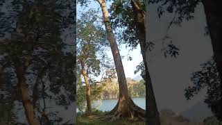 Healer 🏞️🍃#nature #healer #world #travel #parambikulam #wildlife #care #into #enjoy #green #boating