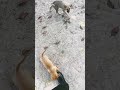 #shortsfeed #viral #trendingshorts #funny #ytshorts #⃣