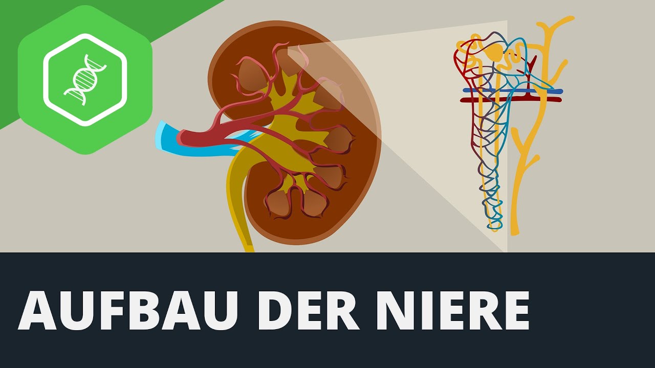 Die Niere 1 – Organe des Menschen