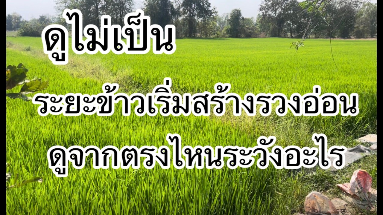 ข้าวระยะ60วันเริ่มกัดหางปลาทู