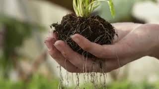 What question do scientist ask?