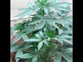 Auto Flower Hemp Plants (Arizona Hemp Consultants