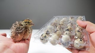 Can quail eggs bought in the supermarket be hatched? by Petit World 1,825 views 10 months ago 8 minutes, 30 seconds