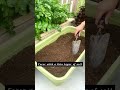 Have an empty space at home Try growing bitter melon plants |  bitter guord tips | gardening