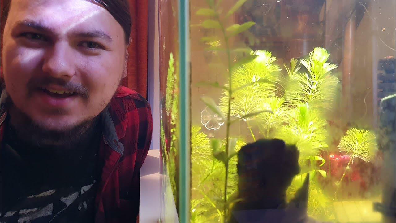 Wie alt werden Garnelen im Aquarium und was fressen sie? Einblick in mein nano cube Aquarium