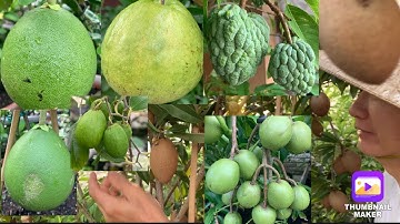 Tham quan Toàn cảnh nhà vườn Anh nông dân trồng trong chậu.trái sum suê..