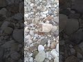I found a cotton white limestone, hoping there would be diamonds and pearls in it.