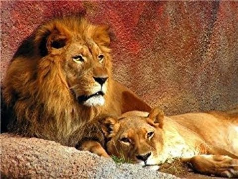 wild savannah roblox lion pride