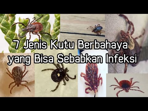 Video: Mengapa kutu rusa berbahaya?