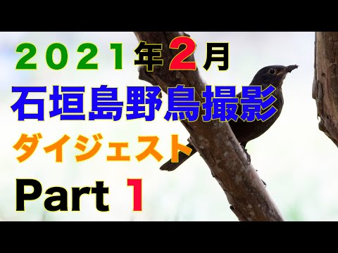 【石垣島 ２月の野鳥撮影その１】２０２１年２月に撮影した野鳥たち　Part 1