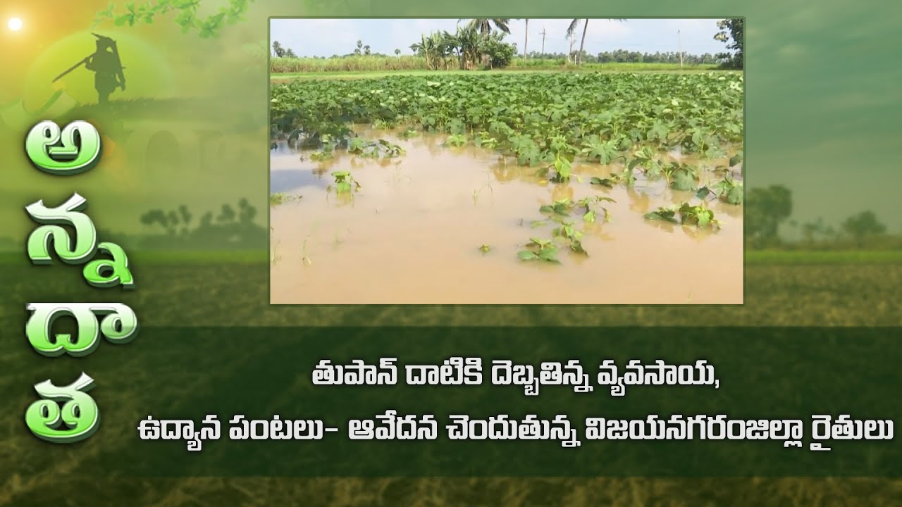 Montha cyclone damage to crops @Vizianagaram | ETV - YouTube