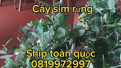 Sỉ lẻ cây sim rừng, vụ này được nhiều hoa, ship toàn quốc, 0819972997