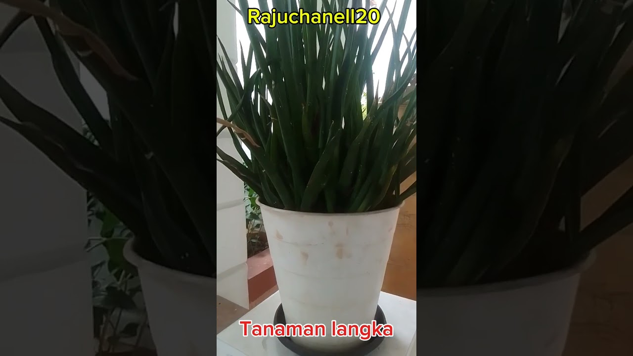 #tanamanlangka