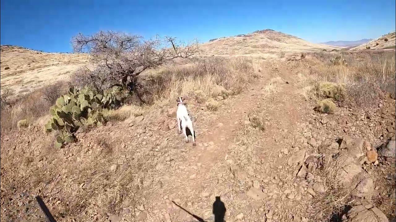 Quail hunting with Pointers (2023) YouTube