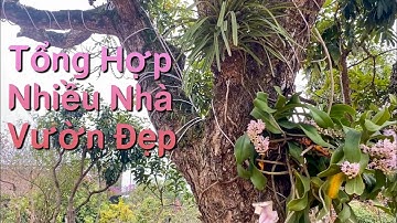 Tổng Hợp Nhiều Nhà Vườn Đẹp Không Gian Xanh Cây Cảnh Xung Quanh