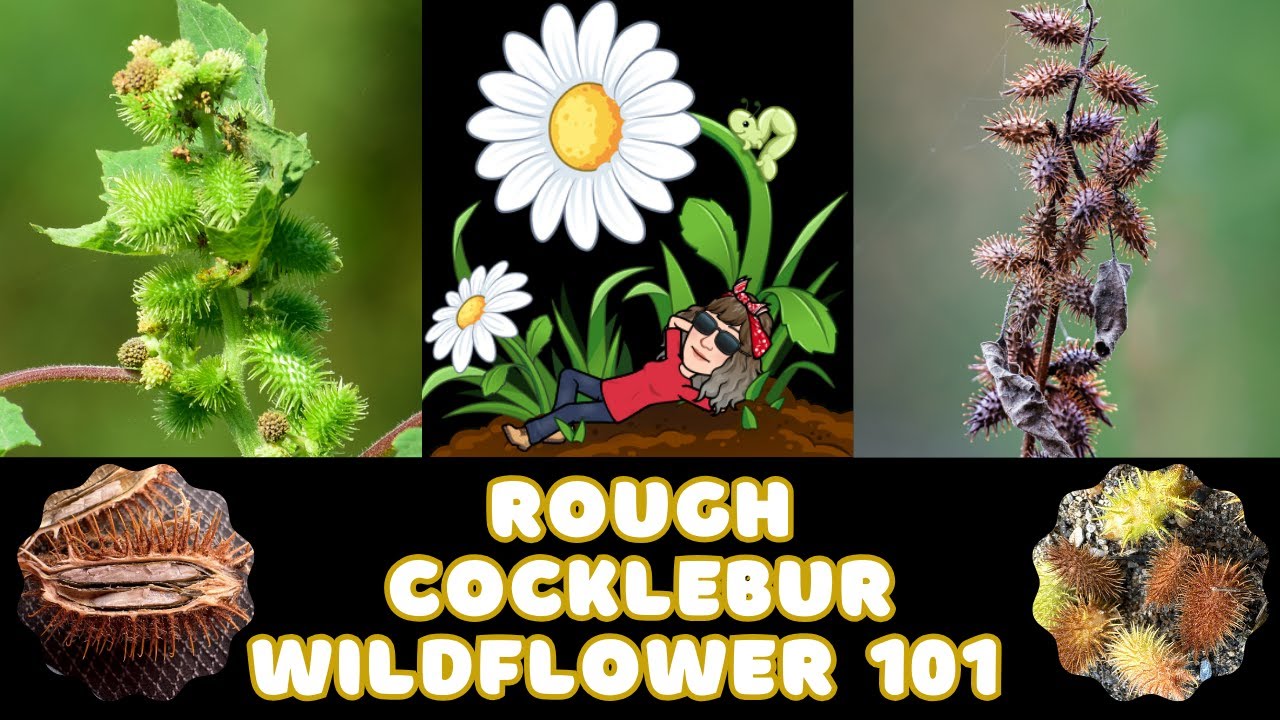 Rough Cocklebur - Xanthium strumarium Wildflower 101 Episode 87