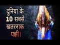 Top 10 dangerous birds | in hindi | Dumdar10