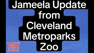 Baby Gorilla  Latest Jameela Update    42624           ——— #gorillas