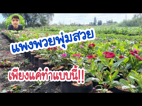 วิธีเด็ดยอดต้นแพงพวย | ไร่ปลื้มtv