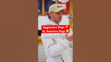 Aggressive Vs. Reactive Dogs