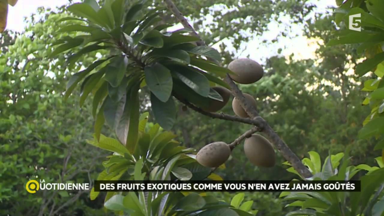 Escale en Martinique : les fruits exotiques