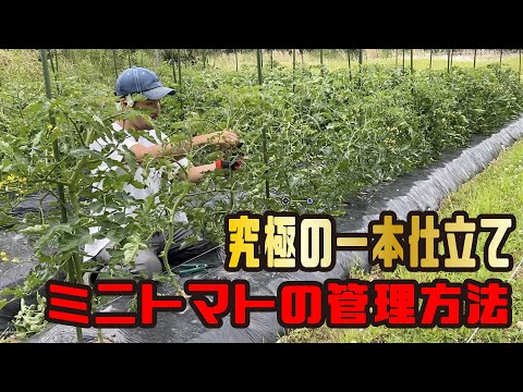 芽かき ミニトマト一本仕立て Youtube 芽かき ミニトマト一本仕立て Youtube