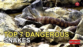 Top 7 Most Dangerous Snakes In The World Ever Discovered