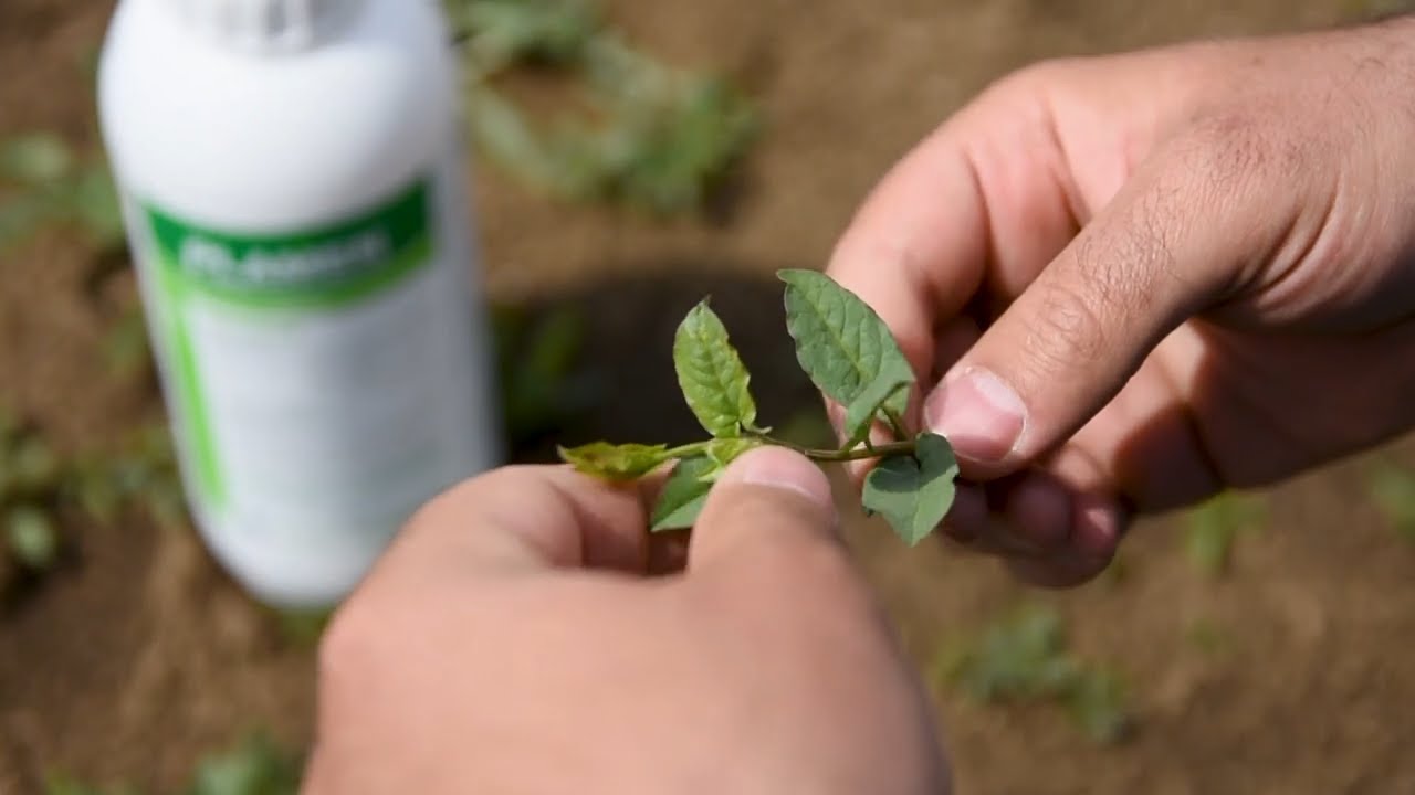 Plamen i Talisman pobednici u zaštiti KUKURUZA od korova, sa njima je razlika u PRINOSU očigledna!
