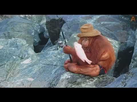 orangutan fishing