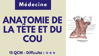 ANATOMIE DE LA TÊTE ET DU COU - Médecine - 15 QCM - Difficulté : ★★★