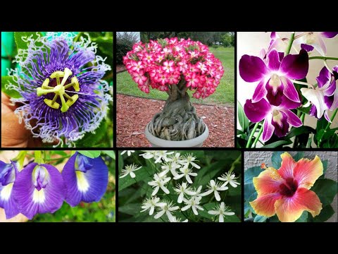 Video: Named The Most Exotic And Original Flower For March 8