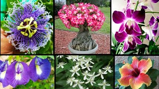 Top 8 Exotic Flowers To Grow In Pots In Rainy Season ~Fulon Ke Ye 8 Plants Zarur Ugaiye Apne Ghar Me