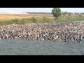 Herding Millions of Ducks