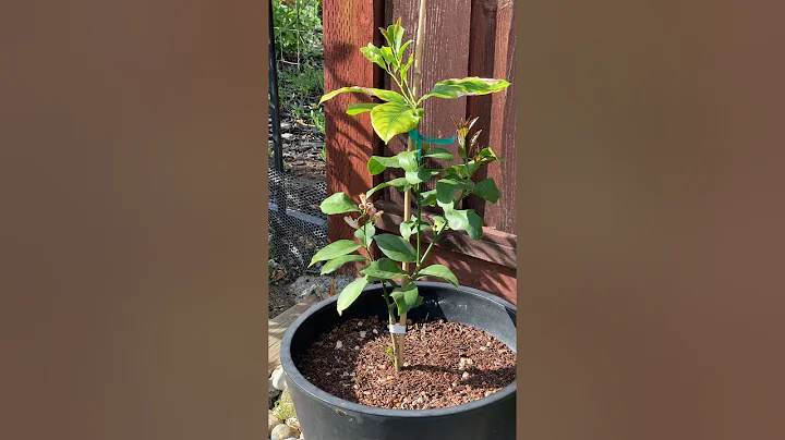 Santa Teresa Lemon Tree - Growing In Containers In...