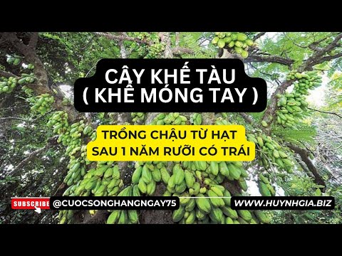 Video Cây khế Tàu ( khế móng tay ) trồng chậu từ hạt 1 năm... - youtube