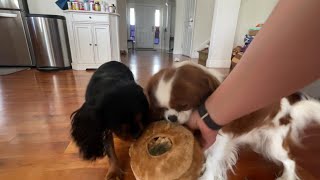 cute cavaliers extremely excited for new dog toy from Amazon