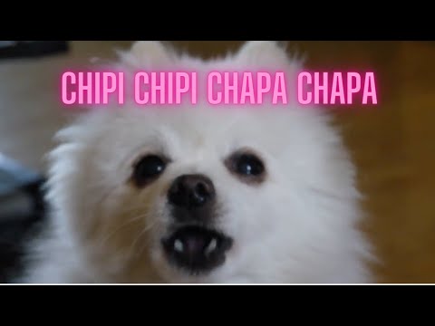 Chipi Chipi Chapa Chapa Dog