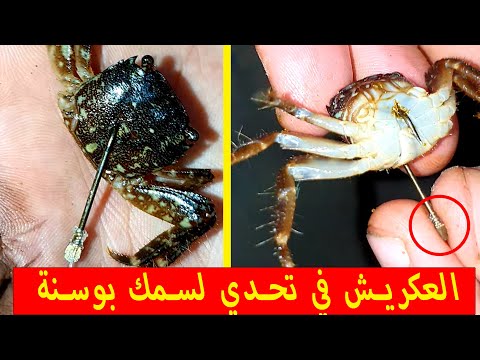 أسهل طريقة لتركيب العكريش أو سلطعون لصيد أسماك الشرغو الضخمة 