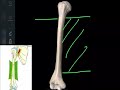 Anatomie de lhumrus en 3d ostologie du membre suprieur 