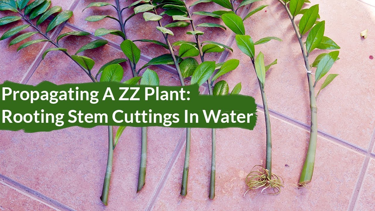 How To Propagate A Zz Plant Joy Us Garden Youtube