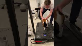 Cali gets a workout #shorts #catshorts #catlover #catsdoingthings #treadmill #fitnessmotivation