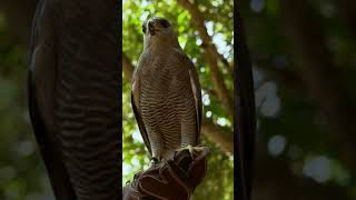 Burung Elang // Suara Burung Elang #shorts