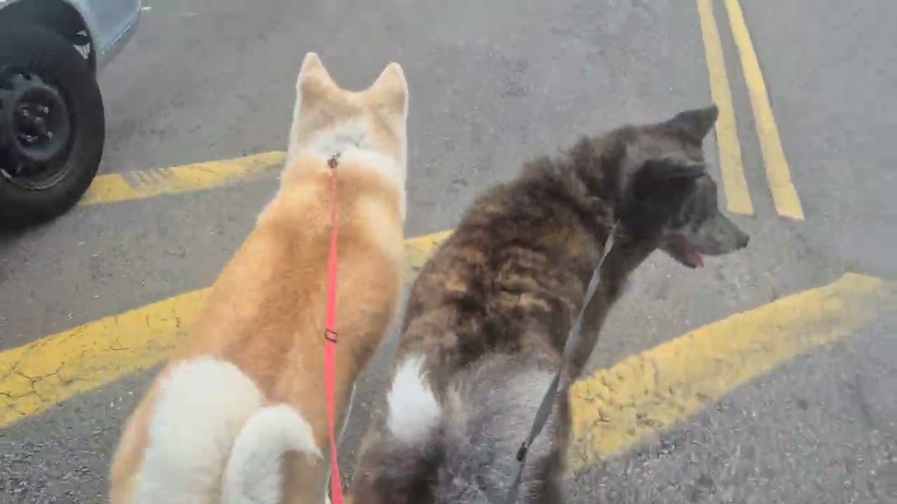 Akitas - passeio com adestramento muda vida dos cães e da família.... amoooo