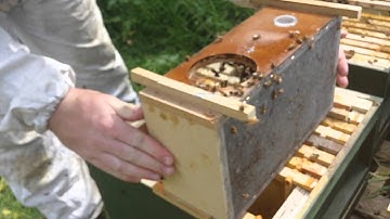 Installing Your Package Bees Into A National Hive From BS Honey Bees - www.BSHoneyBees.co.uk