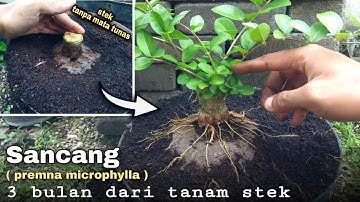 Untuk Pemula - Perlakuan Awal Sejak Tanam Stek | Membuat Bonsai Sancang Dari Nol