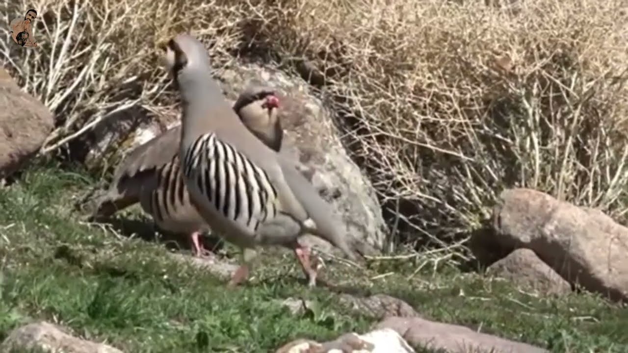 Real Chukar Call Sound  | Chukar Partridge Natural Voice