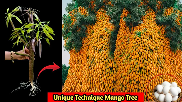 Unique Technique Grafting Mango Tree Using Tires Growing Faster and Has Many Fruits