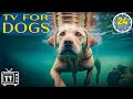 24 hours anti anxiety music for dog dogs tv s to entertain and chill your dog out with music